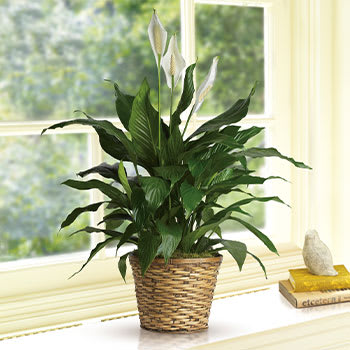 Simply Elegant Spathiphyllum - Medium