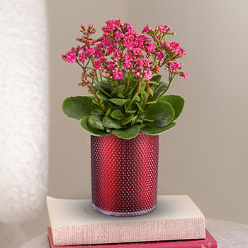 Teleflora's Lovely Kalanchoe Plant