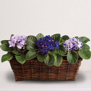 Sweet Violet Trio