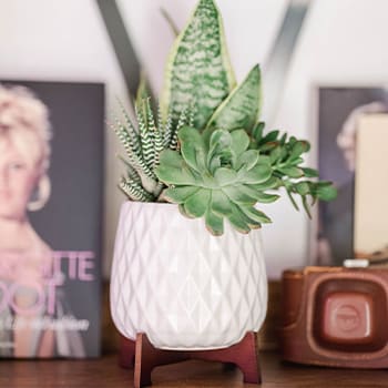 Teleflora's Modern Mood Succulent Garden