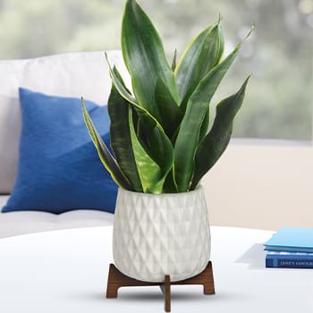 Teleflora's Growing Art Sansevieria Plant