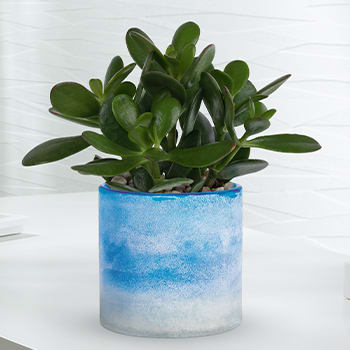 Teleflora's Sky Glass Jade Plant