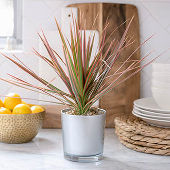 Teleflora's Moonstone Dracaena