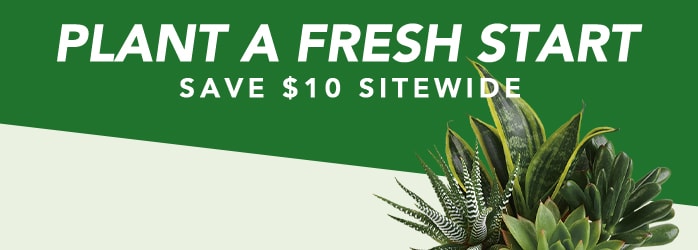 PLANT A FRESH START