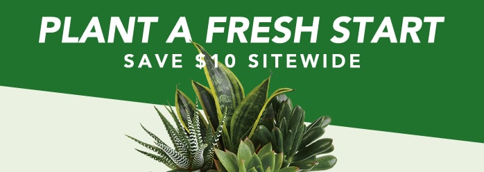 PLANT A FRESH START