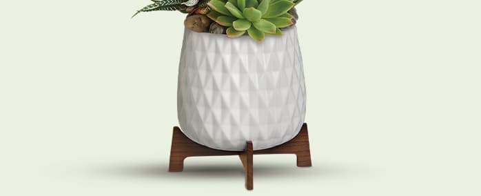 Teleflora's Modern Mood Succulent Garden