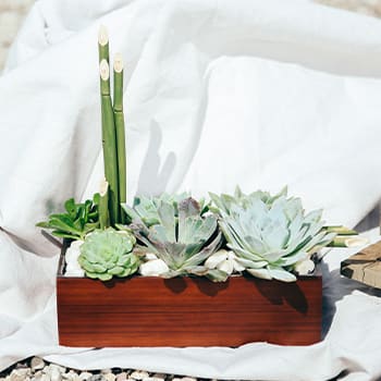 Teleflora's Peaceful Zen Garden
