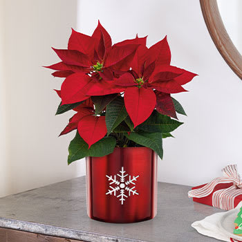 Teleflora's Snowflake Poinsettia
