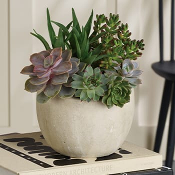 Desert Beauty Succulent Garden