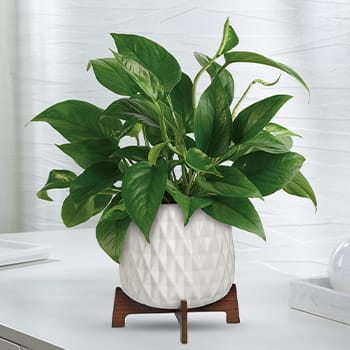 Teleflora's Lush Leaves Pothos Plant