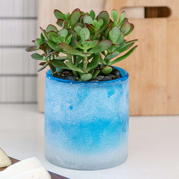 Teleflora's Sky Glass Jade Plant