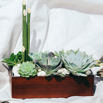 Teleflora's Peaceful Zen Garden