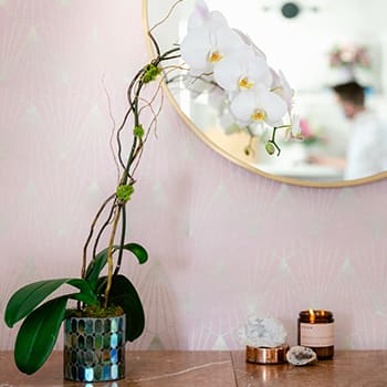 Teleflora's Stained Glass Orchid