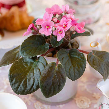 Teleflora's Luminous Leaves Plant