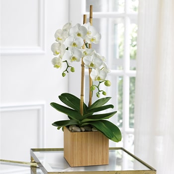 Teleflora's Opulent Orchids