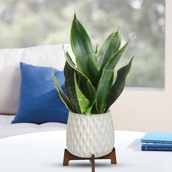 Teleflora's Growing Art Sansevieria Plant