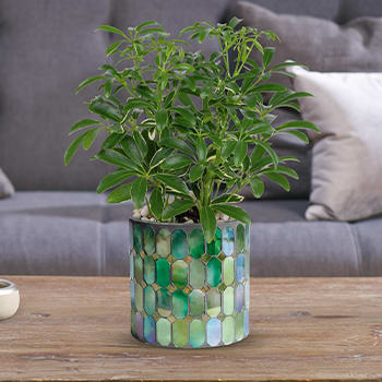 Teleflora's Leaves of Glass Plant