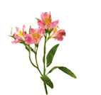 Alstroemeria