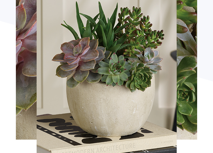 Desert Beauty Succulent Garden