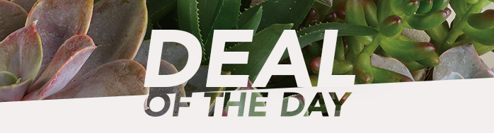 Send a One-of-a-Flower Arrangement