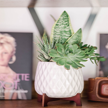 OUR FAVORITE<br>SUMMER SUCCULENTS