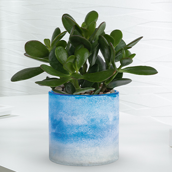 SHOP OUR<br>STUNNING SUCCULENTS