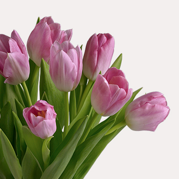 MAKE WINTER BLOOM