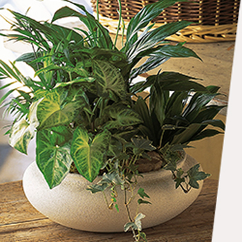 SHOP OUR<br>BEST-SELLING PLANTS