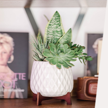 OUR FAVORITE<br>SUMMER SUCCULENTS