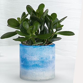 SHOP OUR<br>STUNNING SUCCULENTS
