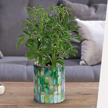 SURPRISE THEM WITH SUCCULENTS