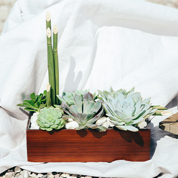 Teleflora's Peaceful Zen Garden