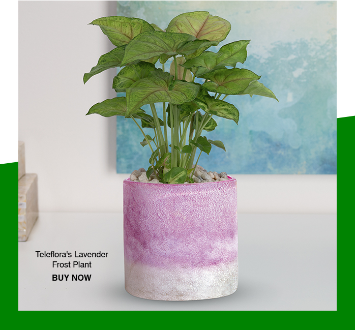 Teleflora's Lavender Frost Plant