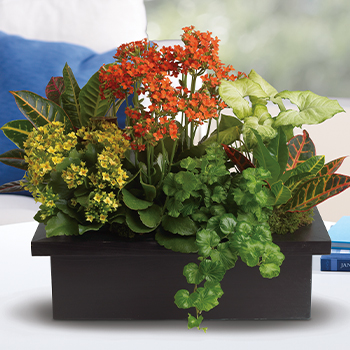 Stylish Plant Assortment