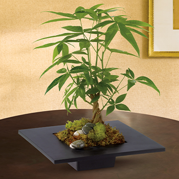 Money Tree