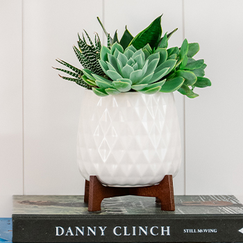 Teleflora's Modern Mood Succulent Garden