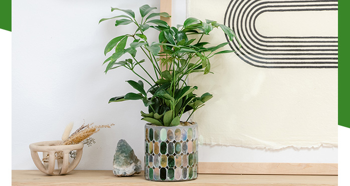 Teleflora's Leaves of Glass Plant