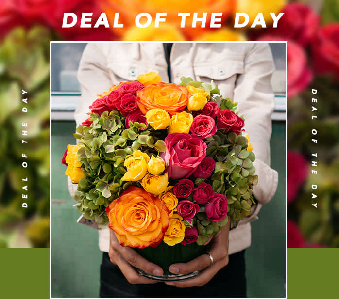 Deal of the Day