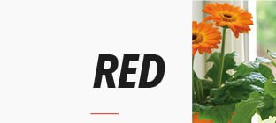 Rainbow Rays Potted Gerbera - Red
