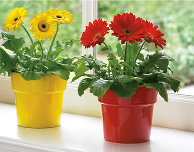Rainbow Rays Potted Gerbera - Red