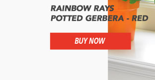 Rainbow Rays Potted Gerbera - Red
