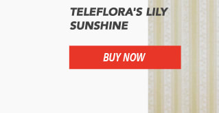 Teleflora's Lily Sunshine