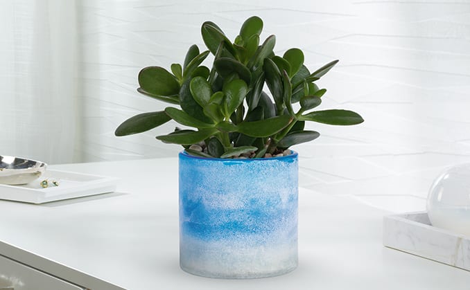 Teleflora's Sky Glass Jade Plant