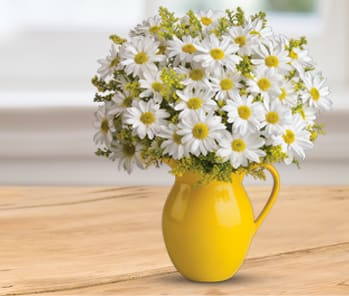 Teleflora's Sunny Day Pitcher of Daisies