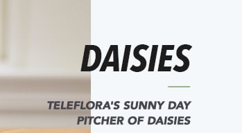 DAISIES