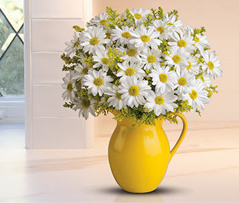 Teleflora's Sunny Day Pitcher of Daisies