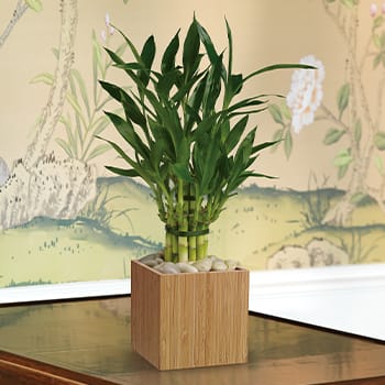 Teleflora's Good Luck Bamboo