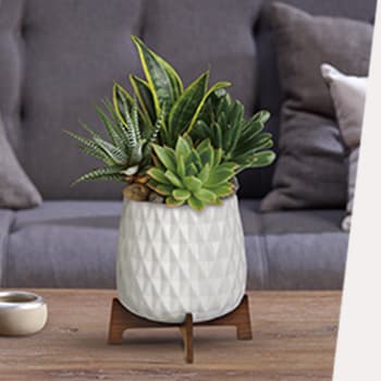 SEND STUNNING SUCCULENTS