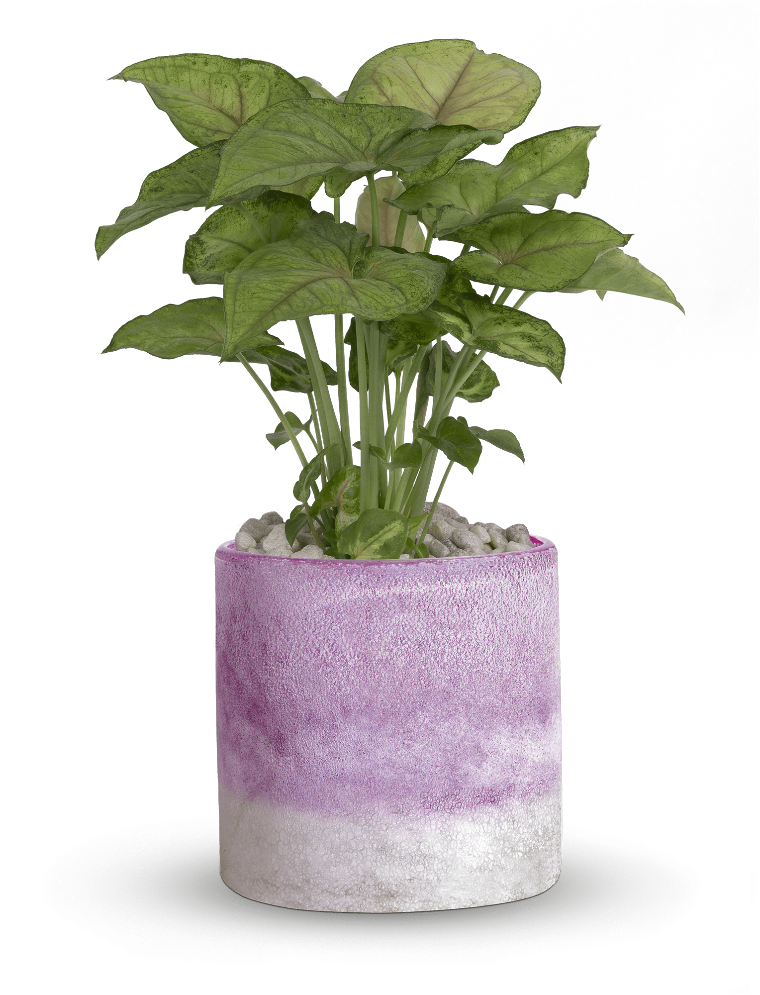 Teleflora's Lavender Frost Plant