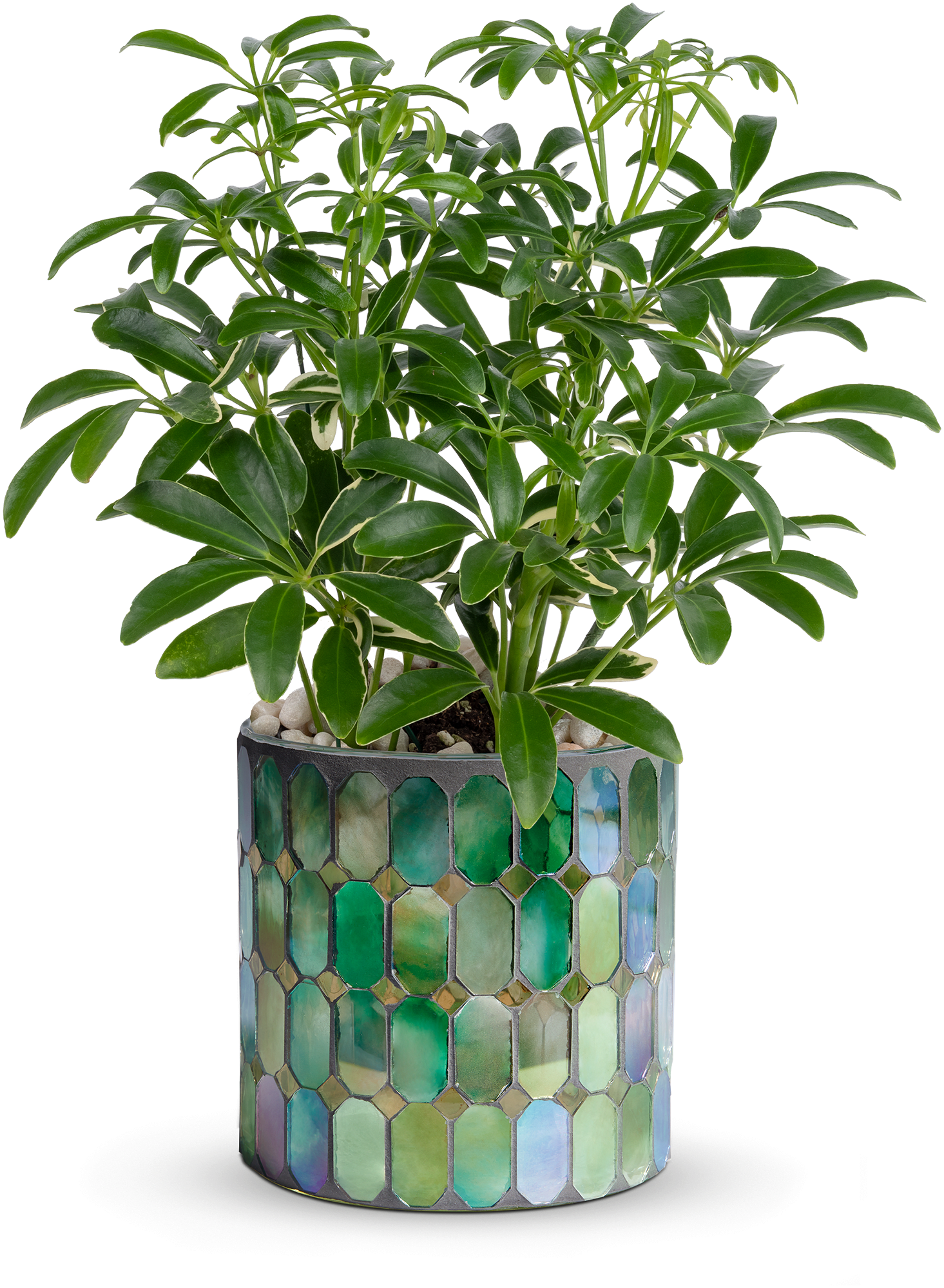 Teleflora's Leaves of Glass Plant